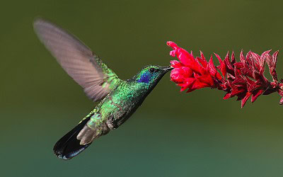 Un colibri en vol