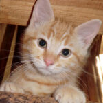 CARAMEL – Un chat de notre époque vous parle