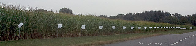 Parcelle maïs OGM et/ou traité Parcelle maïs OGM et/ou traité