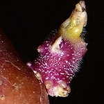 Germe de pomme de terre traitée anti-germination