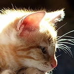 Et nous les chats, vous nous faites bouffer quoi ? Chaton inquiet pour son avenir, pour cause de farines animales