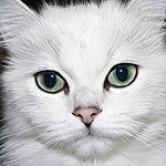 Fourrières : mon chat dans la voiture Fourrières : mon chat dans la voiture