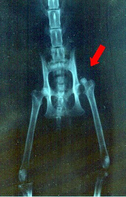 Radiographie d'Ulysse