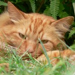 Mémoires d'un chat de gouttière d'aimable compagnie Mémoires d'un chat de gouttière d'aimable compagnie