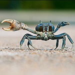 Ambiance de crabes, mauvaises cibles