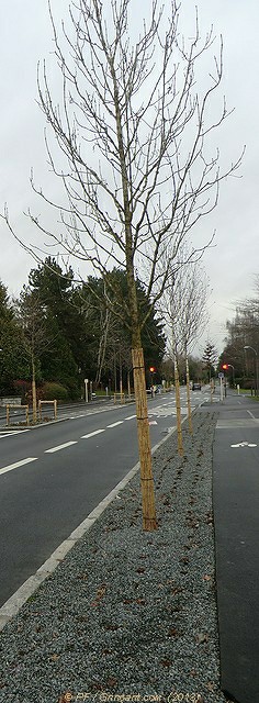 Avec plantations aux pieds des arbres
