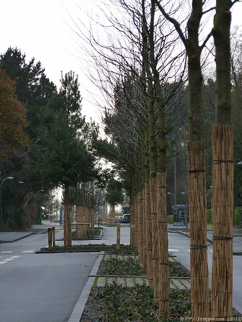 110 arbres de différentes essences
