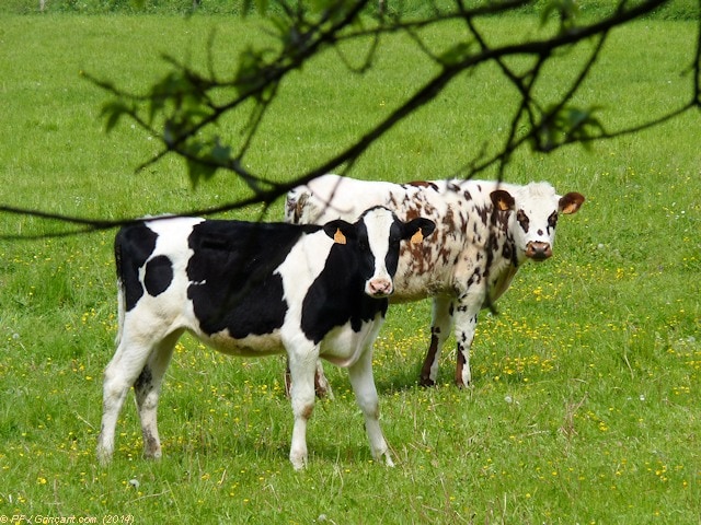 Deux vaches à la présidence