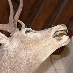 Le râle du cerf empaillé à Chambord