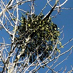 Poilus, Macronite aiguë, cancers et prostate Gui, cancer de l'arbre