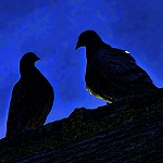 Chéquier Avantages et pain au Beaujolais Deux pigeons se regardent, de nuit. Lequel pigeonnera l'autre ?