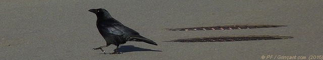 Un corbeau devant deux plaques d'égout
