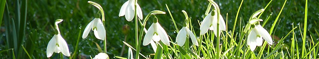Butinage de nectar et de pollen de perce-neige Ilot de perce-neiges