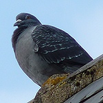 Pigeon à plumer par tous les moyens