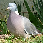Un pigeon qui va faire ses courses chez Géant Casino