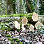 Clash en perspective, la forêt s'en moque Rondins dans la forêt de Corbière (Bretagne)