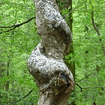 Un tronc d'arbre torturé