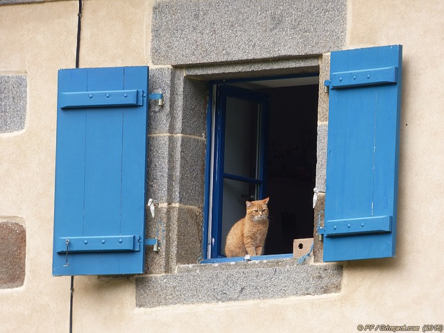 Chat à le fenêtre d'une maison éclusière