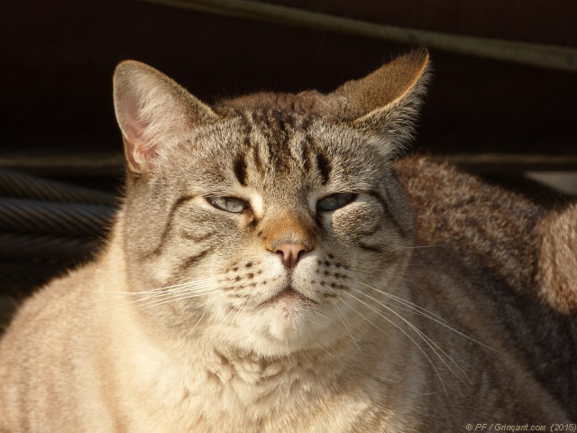 Chat pénichard 4