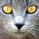 Heureux comme un chat pénichard Regard de chat