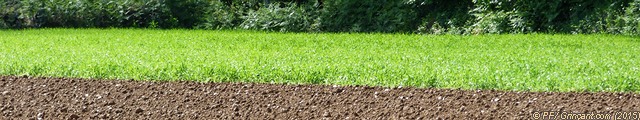 Terre fertile sacrifiée au nom de la cupidité