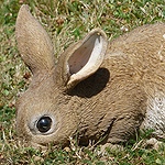 Lapin autoentrepreneur, "rabbit" de la tâche