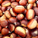 Manger des châtaignes sauvages Châtaignes sauvages fraichement ramassées