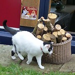De Billets en Articles, ça grincera encore ici Un chat et des (em)bûches