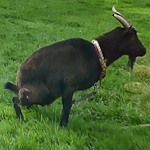 Chèvre urinant en poudre dans l'herbe... Chèvre Danlait ?