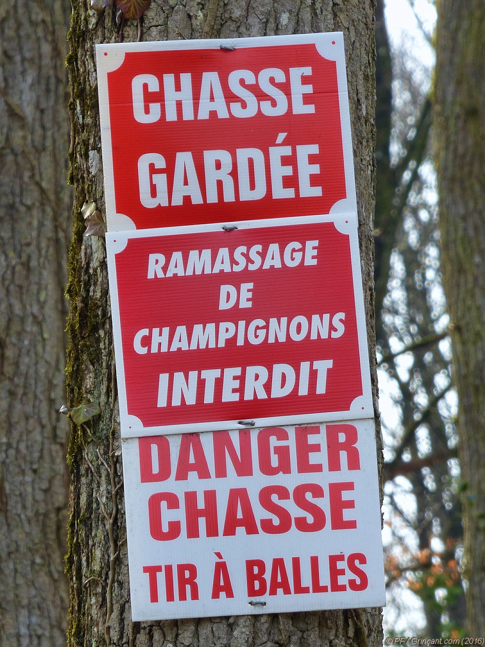 3 pancartes d'interdiction/d'avertissement sur un seul arbre