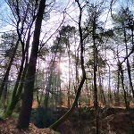 Tableau de chasse breton, forestier et matinal Un morceau de forêt bretonne
