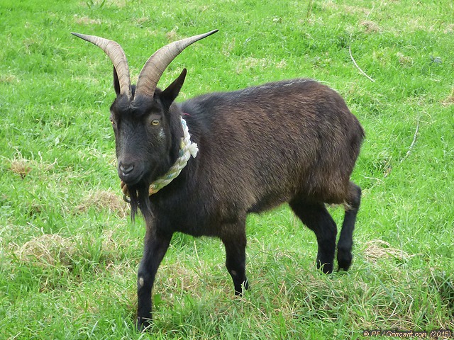 Une chèvre marron attachée avec une corde