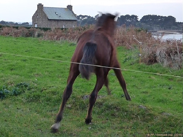 Un cheval s'enfuit après avoir touché la clôture électrique