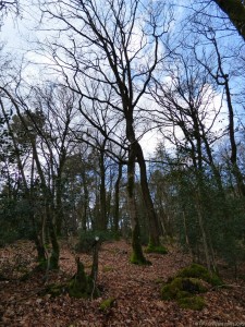 Un endroit de résonance, de communion avec la forêt