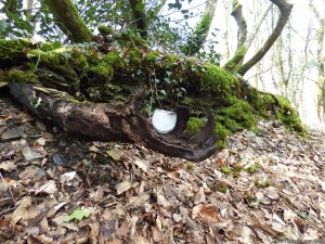 Le bras tendu par la forêt, avec la bougie