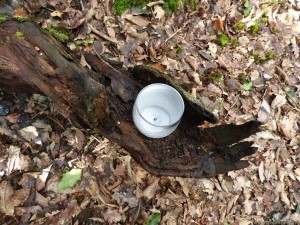 La main de la forêt, avec la bougie