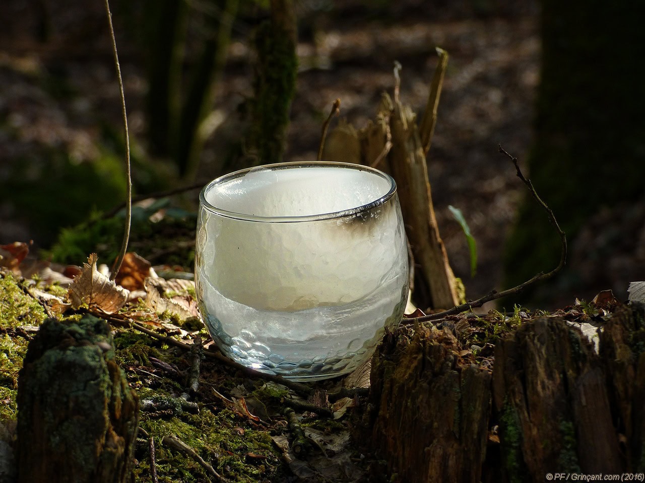 Le verre-bougie en gros plan, sur une souche