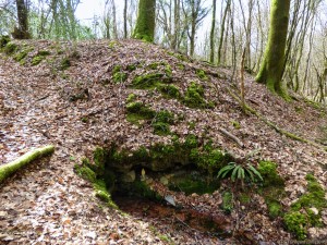 Au pied des arbres, une petite source