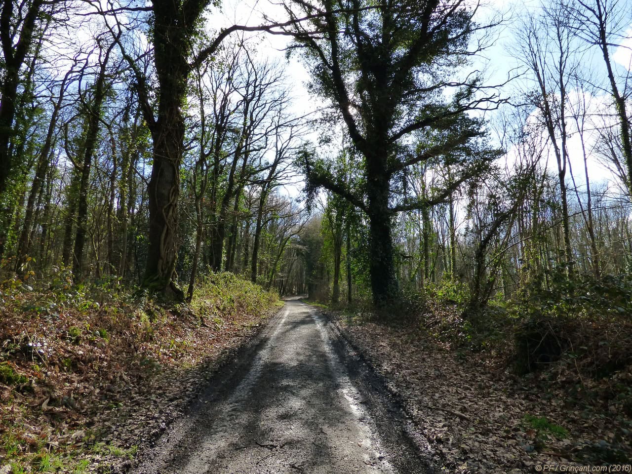 Une allée pour quitter cette forêt