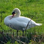 Un cygne