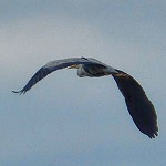 Un rapace tristement chouette Héron cendré en plein vol