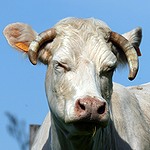 Ma tête se gondole chez Carrefour Tête d'une vache qui ressort de chez Carrefour