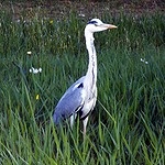 Héron cendré dans des marais