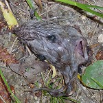 Têtes à claques et faces de rat Un rat guillotiné par la nature