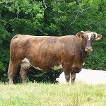 Flux et reflux de vaches Belle grosse vache