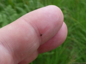 Tique marchant sur mon index 1/3