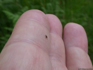 Tique marchant sur mon index 2/3