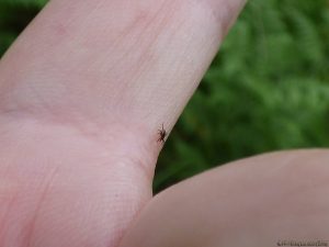 Tique marchant sur mon index 3/3