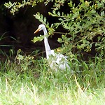 Dégustation de poissons-chats et grande aigrette Grande aigrette