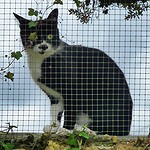 Chat derrière un grillage